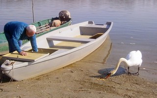 immagine: CIGNO CURIOSO 